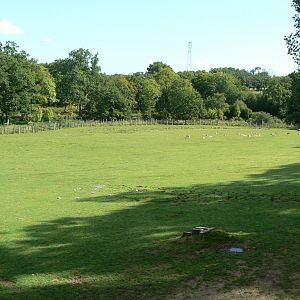 Indian plain - 3 hectares female indian rhinos enclosure