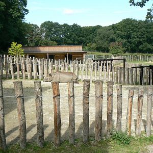 Indian plain - indian rhinos' paddocks