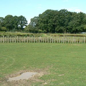Indian plain - 1 hectare male indian rhino's enclosure and biological lagooning behind