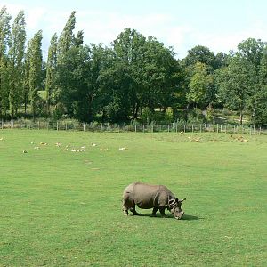 Indian plain - 3 hectares female indian rhinos' enclosure