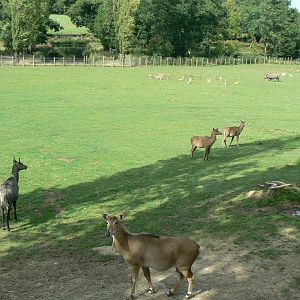 Indian plain - 3 hectares female indian rhinos' enclosure