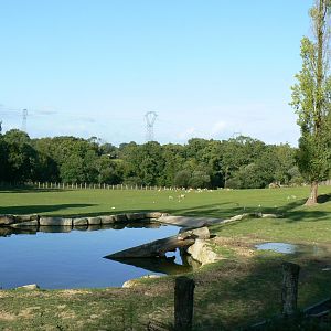 Indian plain - 3 hectares female indian rhinos enclosure