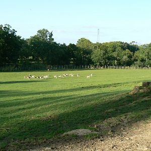 Indian plain - 3 hectares female indian rhinos enclosure