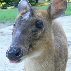 Free roaming area - reeves' muntjac