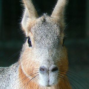 Free roaming area - patagonian mara
