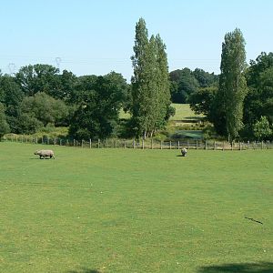 Indian plain - 3 hectares female indian rhinos enclosure