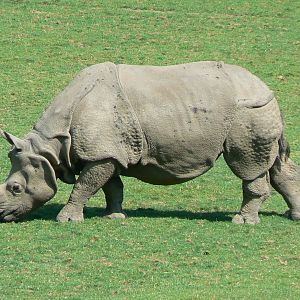 Indian plain - indian rhino