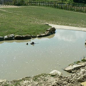 Indian plain - Ajang in his pool
