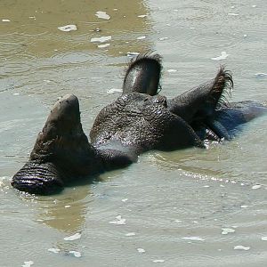 Indian plain - Ajang in his pool
