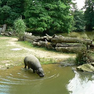 Pygmy hippo enclosures