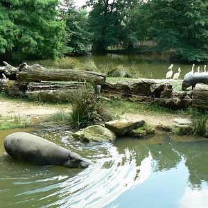Pygmy hippo enclosures