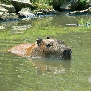 Capybara