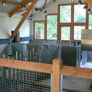 New pygmy hippos' house opened in 2017