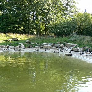 Marine space - humboldt penguins pool