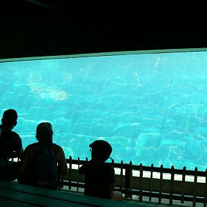Marine space - second atlantic harbour seals'pool - underwater viewing