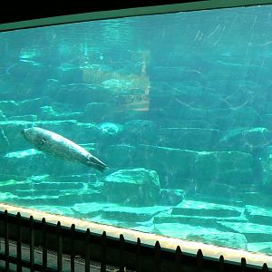 Marine space - second atlantic harbour seals'pool - underwater viewing