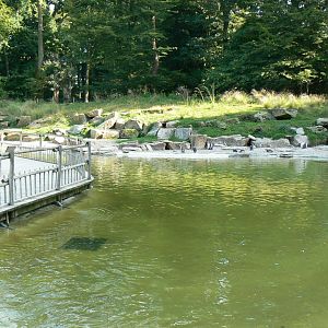 Marine space - humboldt penguins' pool