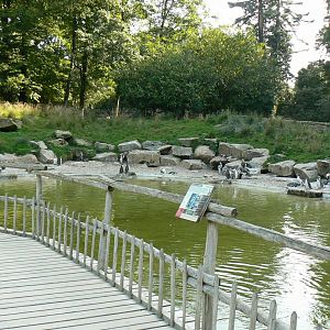 Marine space - humboldt penguins' pool