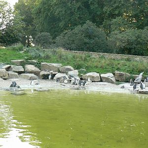 Marine space - humboldt penguins pool