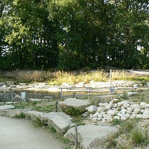 Marine space - First atlantic harbour seals' pool