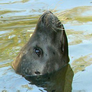 Marine space - atlantic harbour seal