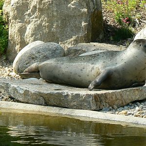 Marine space - atlantic harbour seal