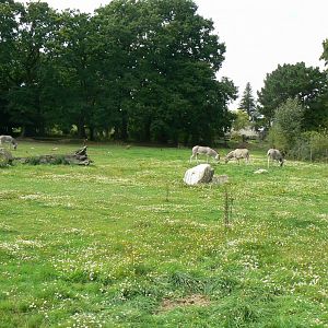 Somali wild asses' enclosure