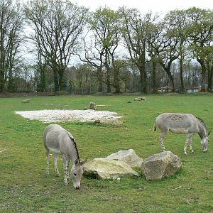 Somali wild asses' enclosure