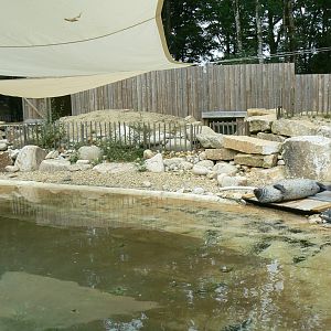 Marine space - atlantic harbour seals' first pool