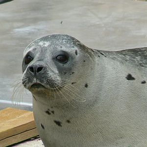 Marine space - atlantic harbour seal