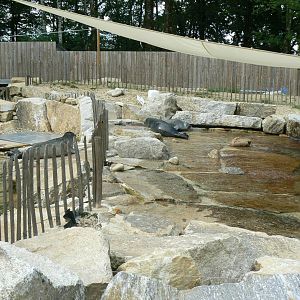 Marine space - separation between the two atlantic harbour seals' pools