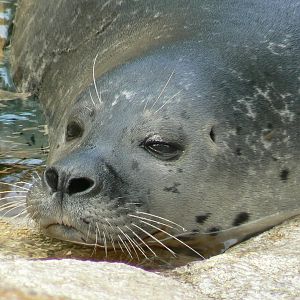 Marine space - atlantic harbour seal