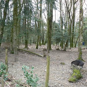 Negro warty pigs' enclosure