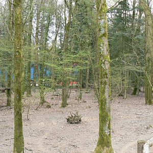 Negro warty pigs' enclosure