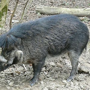 Negro warty pig