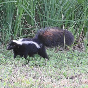 Neighborhood Skunk