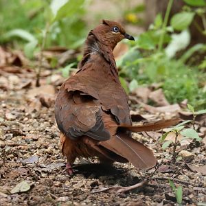 Brown Cuckoo-dove