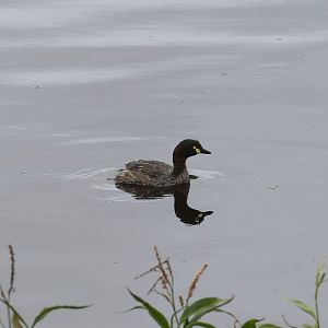Austrasian Grebe