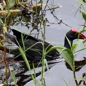 Australian Swamphen