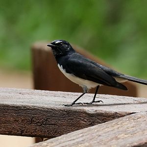Willie-Wagtail