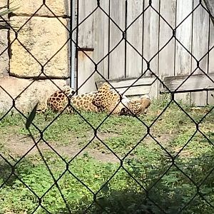 Jaguar(Panthera onca)