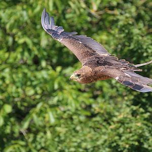 Unknown Bird of Prey