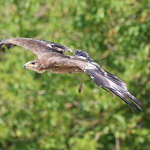 Unknown Bird of Prey