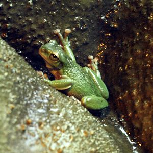 Tree frog