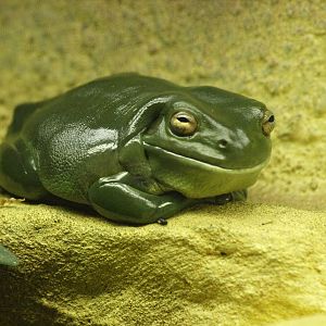 Green Tree frog