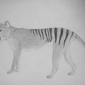 Thylacine