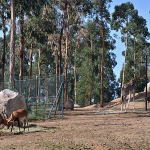 Savannah Exhibit at Zoo Santo Inácio