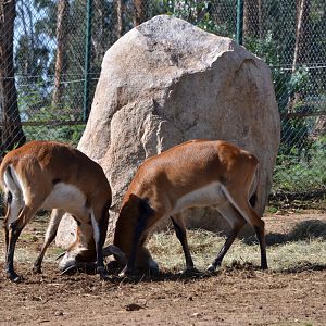 Red Lechewe fighting at Zoo Santo Inácio