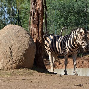 Plains Zebra at Zoo Santo Inácio