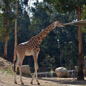 Giraffe at Zoo Santo Inácio